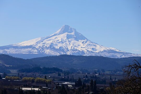 Snow-topped Mount Hood rises above vineyards in Oregon