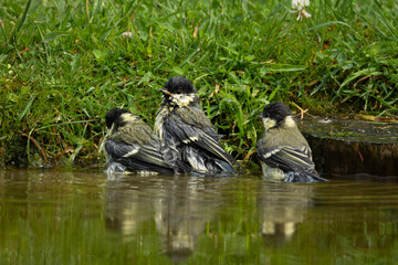 Charming wildlife scene of three juvenile great tits bathing together in shallow water at the edge of a garden pond. The young birds display wet fluffed plumage and natural social behavior, reflected © Robert