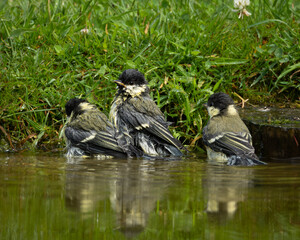 Charming wildlife scene of three juvenile great tits bathing together in shallow water at the edge of a garden pond. The young birds display wet fluffed plumage and natural social behavior, reflected © Robert