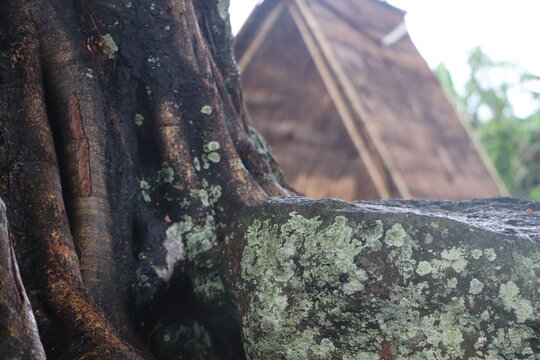 Rustic wooden texture of an ancient Uma Leme support pillar, providing a natural background for cultural branding and text.