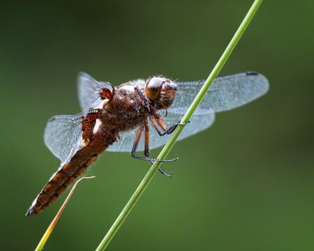Close-up of a blue dragonfly perched on a sunlit, textured branch with a soft green background. The insect delicate wings and vibrant body are captured in crisp detail, making this image ideal for use