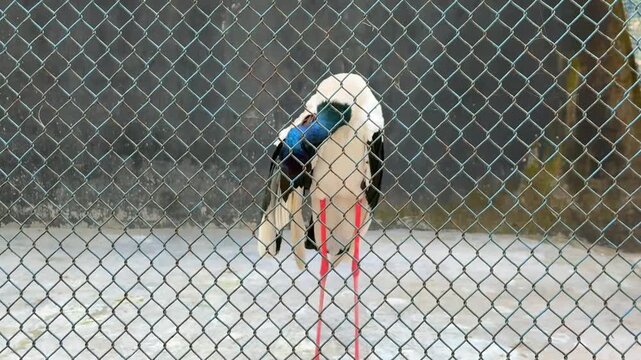 Black-Necked Stork Standing Behind Mesh Fence in Zoo