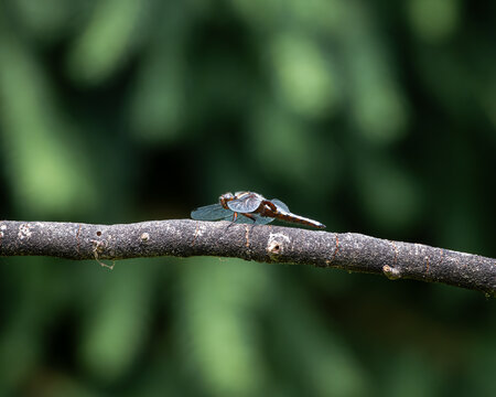 Close-up of a blue dragonfly perched on a sunlit, textured branch with a soft green background. The insect delicate wings and vibrant body are captured in crisp detail, making this image ideal for use