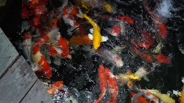 A school of koi fish swimming.