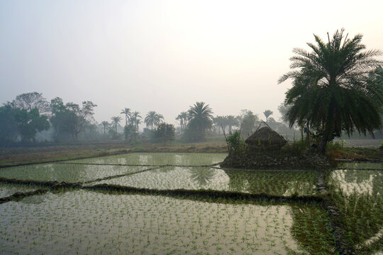 Scenic rural landscape featuring a traditional thatched hut amidst flooded paddy fields in early morning light