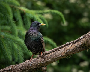 Fototapeta premium Stunning close-up of a European starling with its head bowed, showcasing vibrant iridescent feathers with green, blue and purple hues. Set against a soft green background, this image captures both the