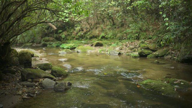 Peaceful Green Woodland River with Mossy Banks and Clear Water | 4K 60fps
