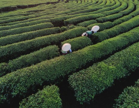 labirin dengan latar kebun teh hijau