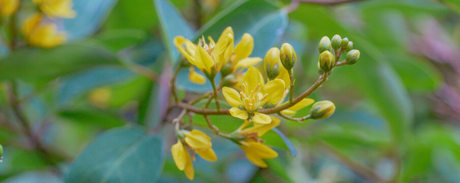 A macro photograph of a yellow Galphimia glauca flower,copy page,cover space
