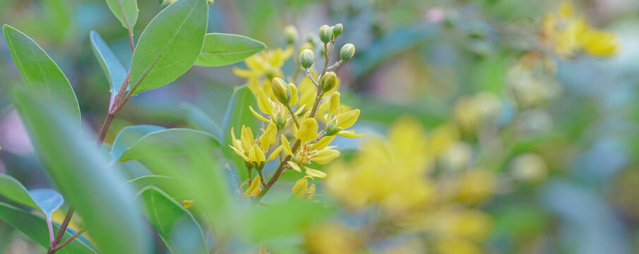 A macro photograph of a yellow Galphimia glauca flower,copy page,cover space