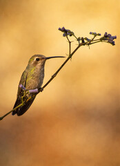 Hummingbird Resting on a Branch at Sunset © Jaqueline