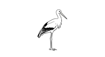 Fototapeta premium A stork stands tall on one leg, facing to the left. The bird has black and white feathers, a long beak, and slender legs.