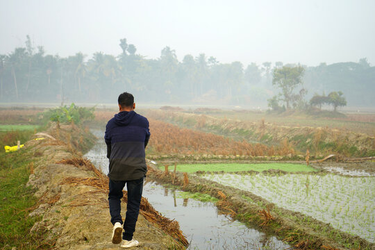 A young man walking along a narrow path between agricultural rice paddy fields on a misty morning