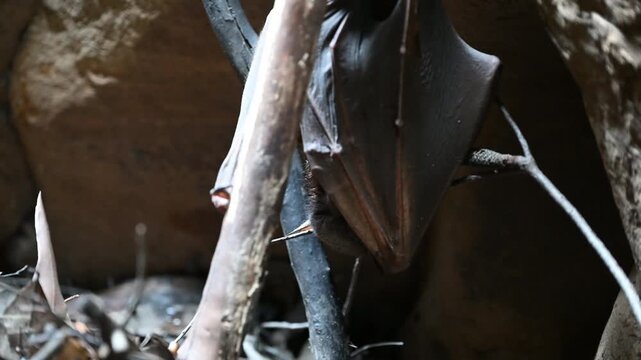 Flying fox roosting in narrow Amphitheatre canyon, Carnarvon Gorge, Australia, dramatic sandstone cliffs, shadowy light, unique wildlife scene, serene wilderness, iconic Australian nature.