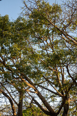 Fototapeta premium Upward view through the dense, leafy canopy of a large tree against a bright, cloudless blue sky, creating a peaceful scene.
