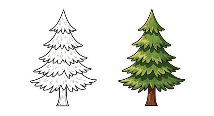 Obraz premium Pine Tree Illustration: Outline and Colored Version