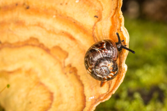 Close up of Flammulina zebra,  which is a very small air-breathing land snail, terrestrial pulmonate gastropod mollusk in the subfamily Flammulininae, feeding on fungi.