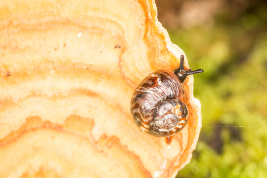 Close up of Flammulina zebra,  which is a very small air-breathing land snail, terrestrial pulmonate gastropod mollusk in the subfamily Flammulininae, feeding on fungi.