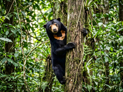 Sun Bear Climbing Tree in Tropical Rainforest Habitat
