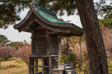Fototapeta premium Plum Blossoms in Early Spring at Tsunashiki Tenman Shrine (Shintenjin), Imabari, Ehime, Japan