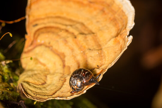 Close up of Flammulina zebra,  which is a very small air-breathing land snail, terrestrial pulmonate gastropod mollusk in the subfamily Flammulininae, feeding on fungi.