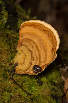 Close up of Flammulina zebra,  which is a very small air-breathing land snail, terrestrial pulmonate gastropod mollusk in the subfamily Flammulininae, feeding on fungi.