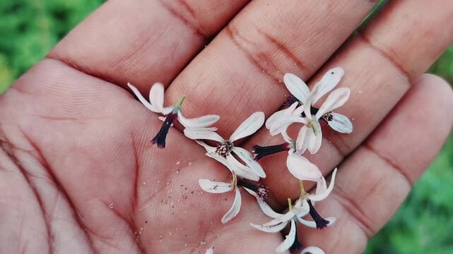 Close Up View Of Delicate Melia Azedarach Chinaberry Tree Flowers