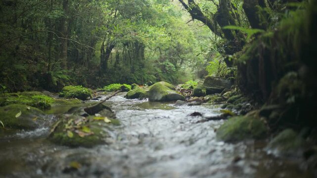 Immersive Low Angle Shot of Mountain River Flowing Over Mossy Rocks | 4K 60fps