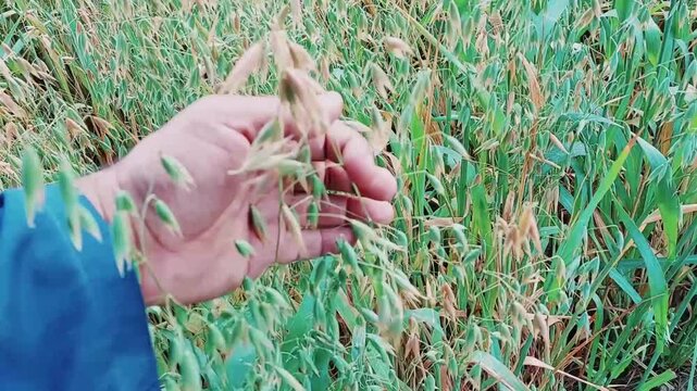 A Detailed Close Up Of Ripening Green Oat Crops