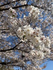 Fototapeta premium Cherry blossoms in full bloom against blue sky