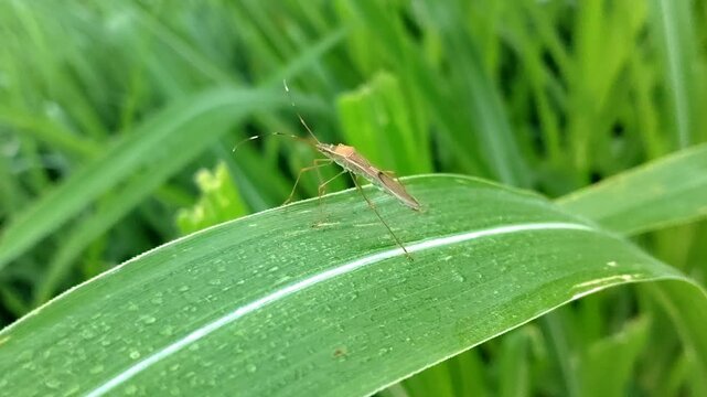 A rice ear bug is resting on a leaf, a rice pest