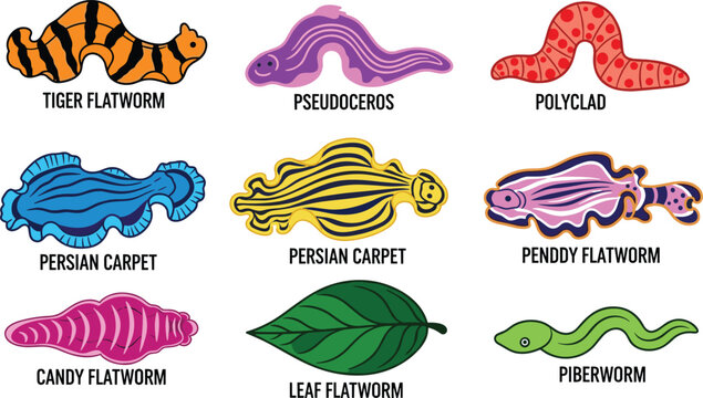 Colorful Vector Set of Flatworms Including Tiger, Persian Carpet, Pseudoceros, and Leaf Flatworm Species for Marine and Underwater-Themed Designs
