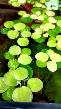 Floating green aquatic plants create a calm natural surface in clear water. Detailed view of Amazon Frogbit leaves with water droplets and soft texture. Limnobium laevigatum 