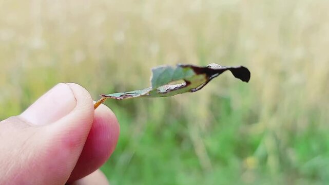 Close Up View Of Green Leaf Damaged By Garden Pests