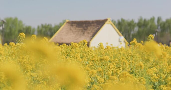 A mother and child play amidst blooming rapeseed flowers.
