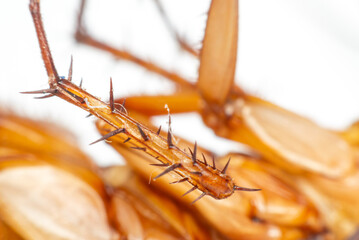 extreme macro of cockroach leg showing sharp spines texture and anatomy detail pest insect biology contamination risk hygiene issue indoors © JP.Studio