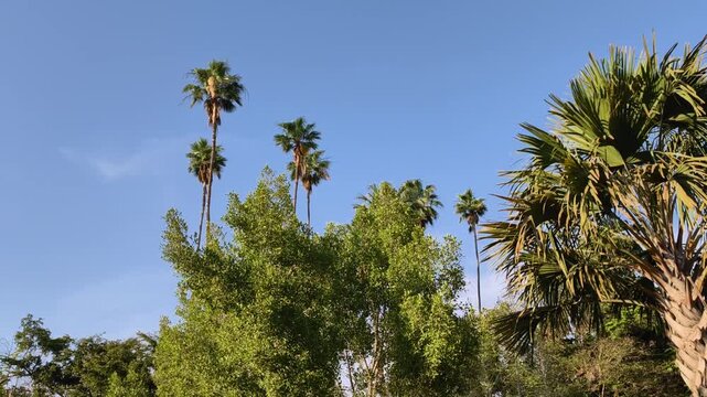 Palmas altas y verdes con &aacute;rboles en parque movi&eacute;ndose con el viento y cielo azul al fondo