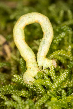 Close up of Cleora scriptaria, the kawakawa looper moth caterpillar