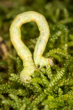 Close up of Cleora scriptaria, the kawakawa looper moth caterpillar