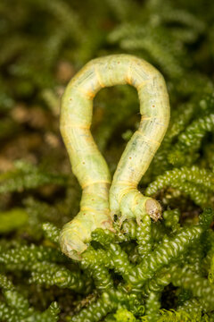 Close up of Cleora scriptaria, the kawakawa looper moth caterpillar
