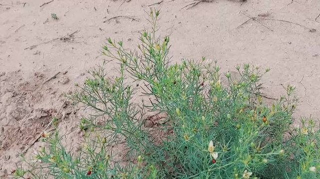 Vibrant Red Ladybugs On Blooming Wild Harmal Bush In Nature