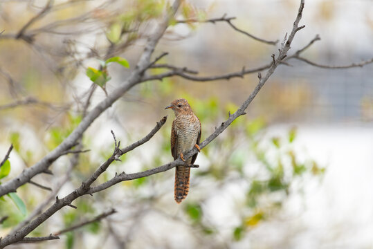 Bird (Plaintive Cuckoo) in a nature wild