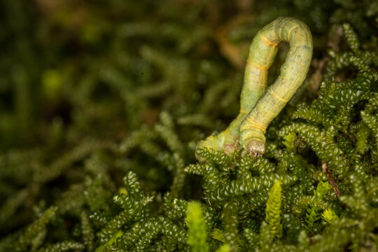 Close up of Cleora scriptaria, the kawakawa looper moth caterpillar