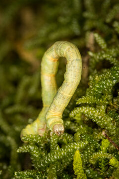 Close up of Cleora scriptaria, the kawakawa looper moth caterpillar