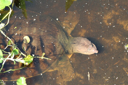 Softshell Turtle