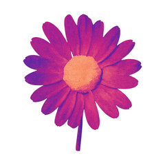 Fototapeta premium PNG Vibrant daisy flower illustration
