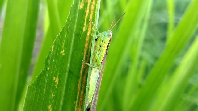 A green grasshopper resting on a leaf in the bushes