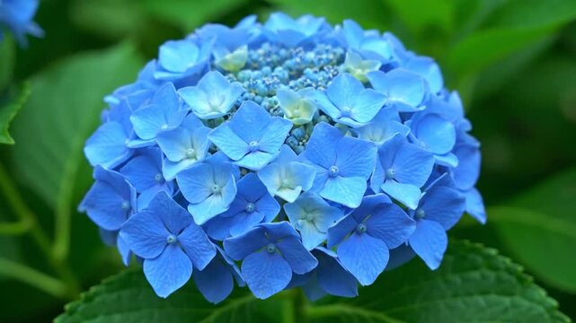 A close-up view of a vibrant blue hydrangea flower in full bloom surrounded by lush green leaves