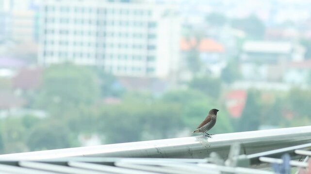 Small brown bird perched on a railing with blurred city buildings in background.