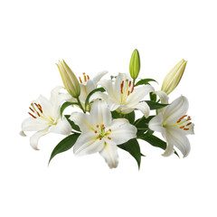 Obraz premium Blooming white oriental lilies with delicate stamens and glossy green leaves arranged horizontally against a transparent background in a serene botanical display